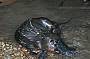 Platypus - Ornithorhynchus anatinus