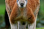 Kangaroo Healesville Sanctuary