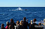Standard Cruise incl. 1 Introductory Dive