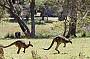 KANGAROO