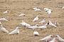 Corellas - feeding in the grasslands