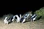 2 day Phillip Island & Wilsons Promontory Tour