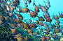 Rottnest Island Snorkelling Tours