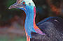 DAINTREE EXPLORER DAY TOUR