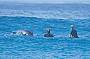 Surf with the dolphins