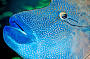 Maori Wrasse