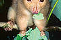 DAINTREE EXPLORER DAY TOUR