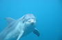 View Bottelnose Dolphins from the Boat