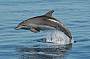 Dolphin Tour