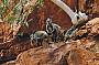 Rock Wallabies