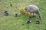Cape Barren Geese