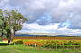 Vineyard Scenery McLaren Vale