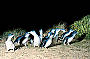 Phillip Island Penguins 