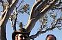 Guide Bill, guest and koala overhead!