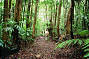 Guided Rainforest Walk