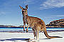 Local Kangaroo