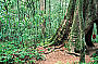 1 Day Mt Tamborine Rainforest / Australiana / Winery Tour 