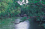 Daintree River Cruise