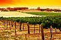 Yarra Valley Wine Tours