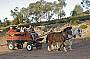 Draught horse cart ride on the farm