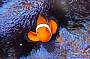 Discover the Wonders of the Reef