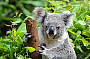 Australia ZOO & Sunshine Coast Hinterland Tour from Brisbane