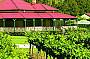 Extended Balloon Flight + OReillys Vineyard Champagne Breakfast