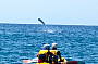 3HR Kayak with Dolphins, Snorkel with Turtles Tour
