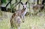 See Kangaroo in the Wild