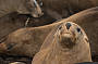 Take some wonderful close up photo's