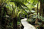 Majestic Rainforest