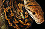 Amethystine Python