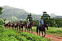 Cape Trib Horse Rides ( Afternoon )