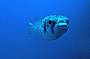Rottnest Island Snorkelling Tours
