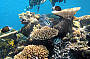 Diving at spectacular Outer Reef sites