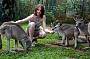 Hand feed the Kangaroos