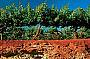 red soil (Terra Rossa)