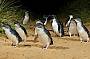 Penguins