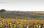 McLaren Vale