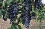 CONVERTIBLE WINE TOUR ( $500 per car )