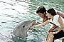 Get up close and personal with the dolphins