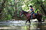 Cape Trib Horse Rides ( Afternoon )