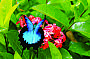 Ulysses Butterfly