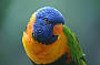 Lunch with the Lorikeets