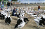 Pelican Feeding at San Remo