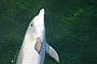 Dolphin Swim - Starts Sept 2011
