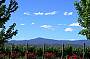 YARRA VALLEY WINERY TOUR