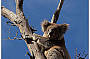 Spot wild Koalas