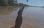 Jumping Crocodile