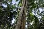 Giant strangler vine at Skywalk